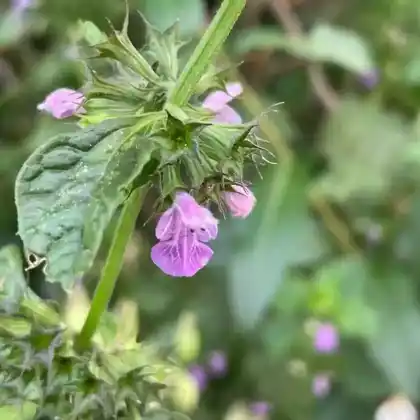 Foto von Schwarznessel (Ballota nigra)