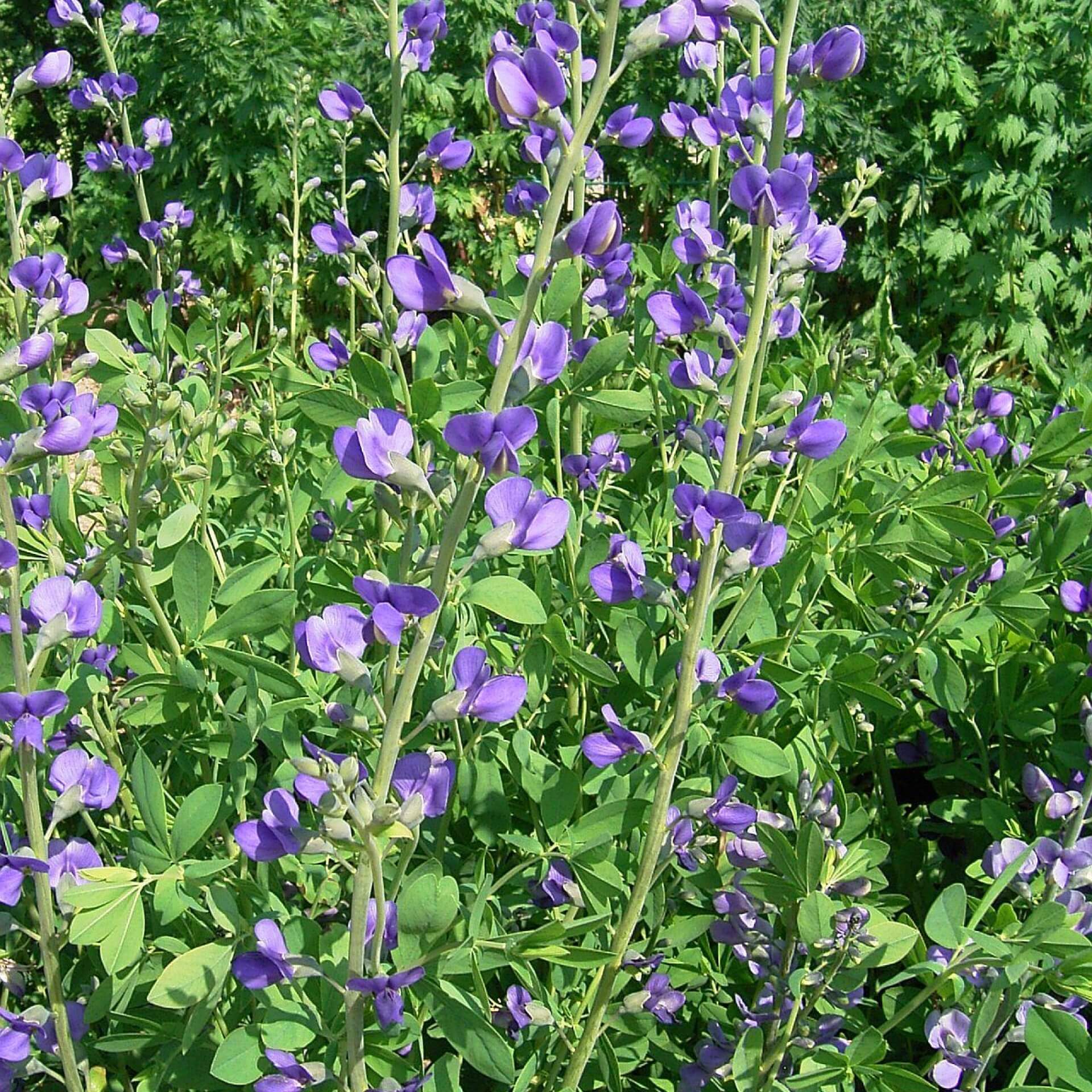 Blaue Färberhülse (Baptisia australis)