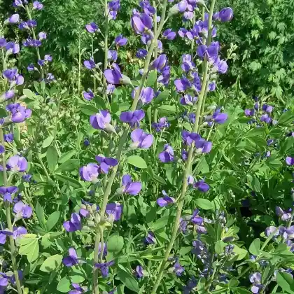 Foto von Blaue Färberhülse (Baptisia australis)