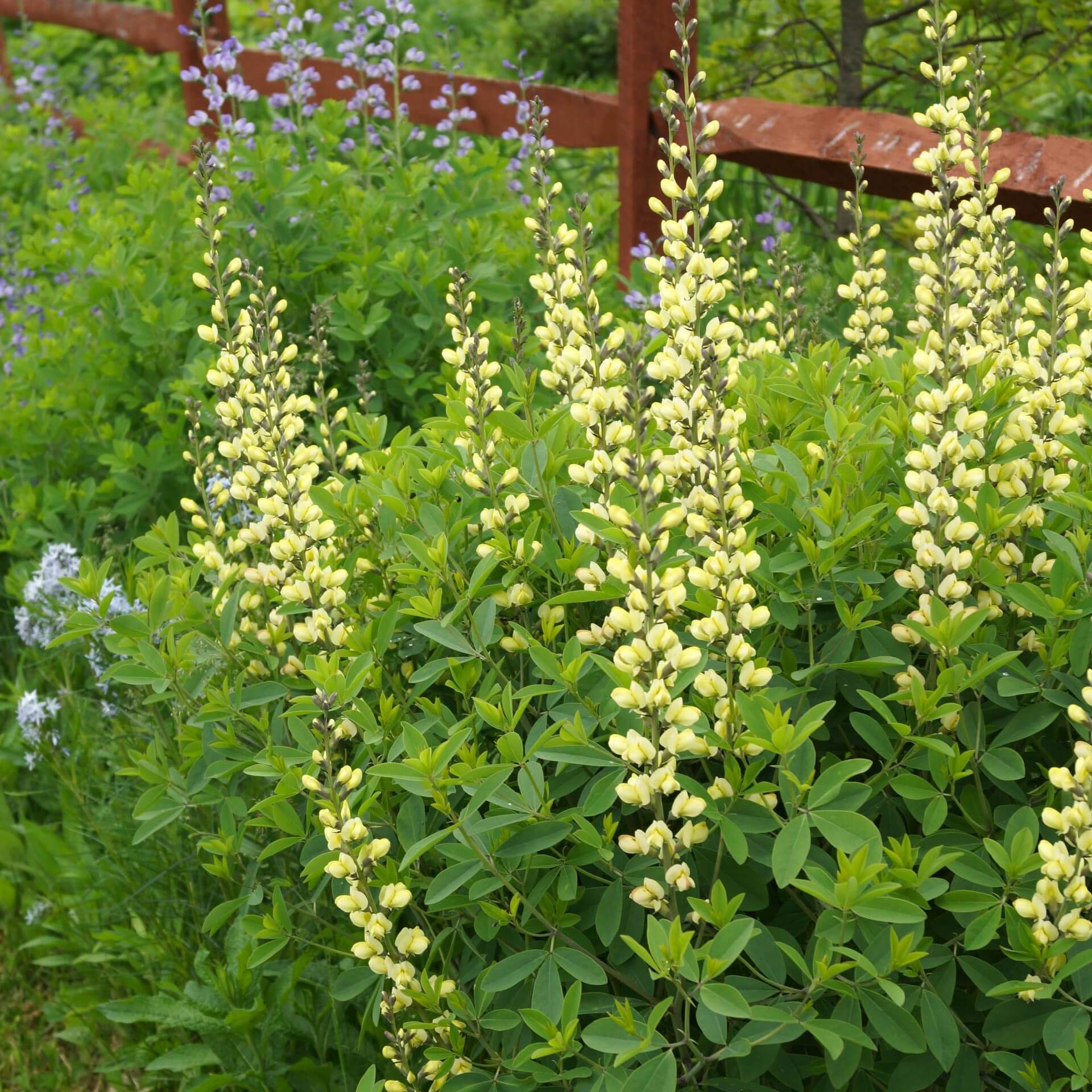 Färberhülse 'Carolina Moonlight' (Baptisia australis 'Carolina Moonlight')