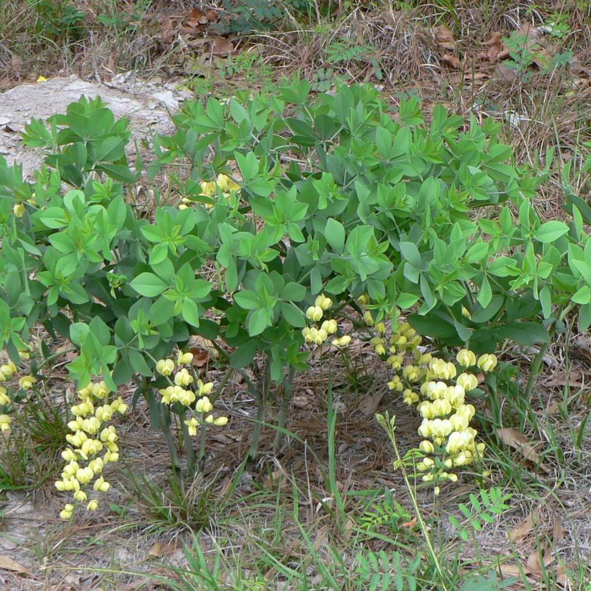 Färberhülse (Baptisia bracteata var. leucophaea)