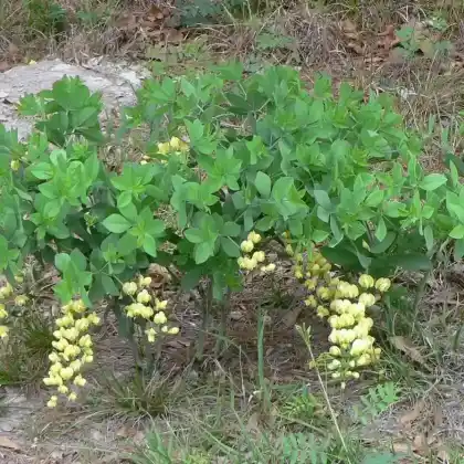 Foto von Färberhülse (Baptisia bracteata var. leucophaea)