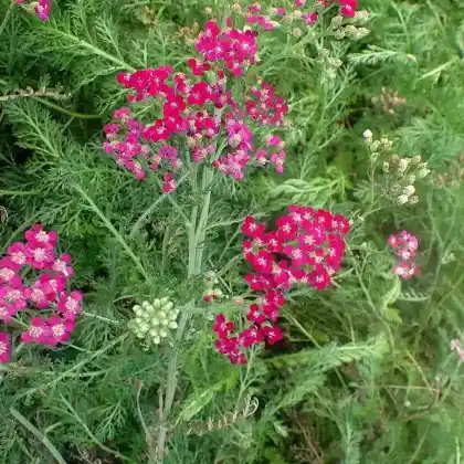 Foto von Schafgarbe 'Red Beauty' (Achillea millefolium 'Red Beauty')