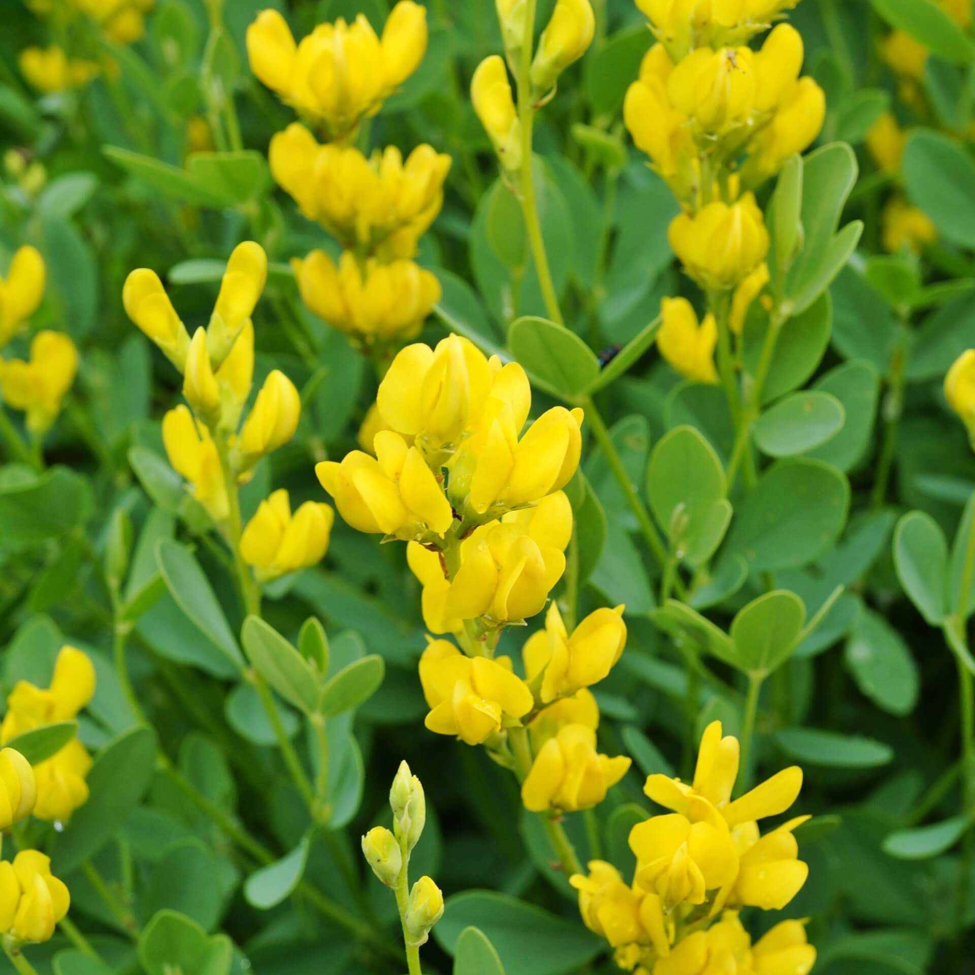 Gelbe Färberhülse (Baptisia sphaerocarpa)