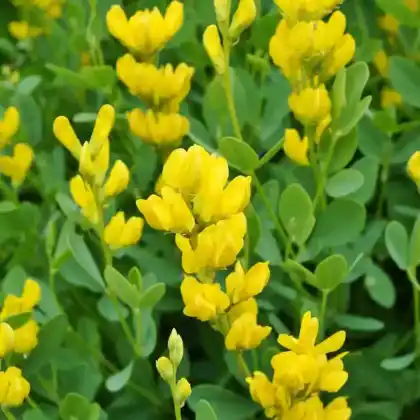 Foto von Gelbe Färberhülse (Baptisia sphaerocarpa)