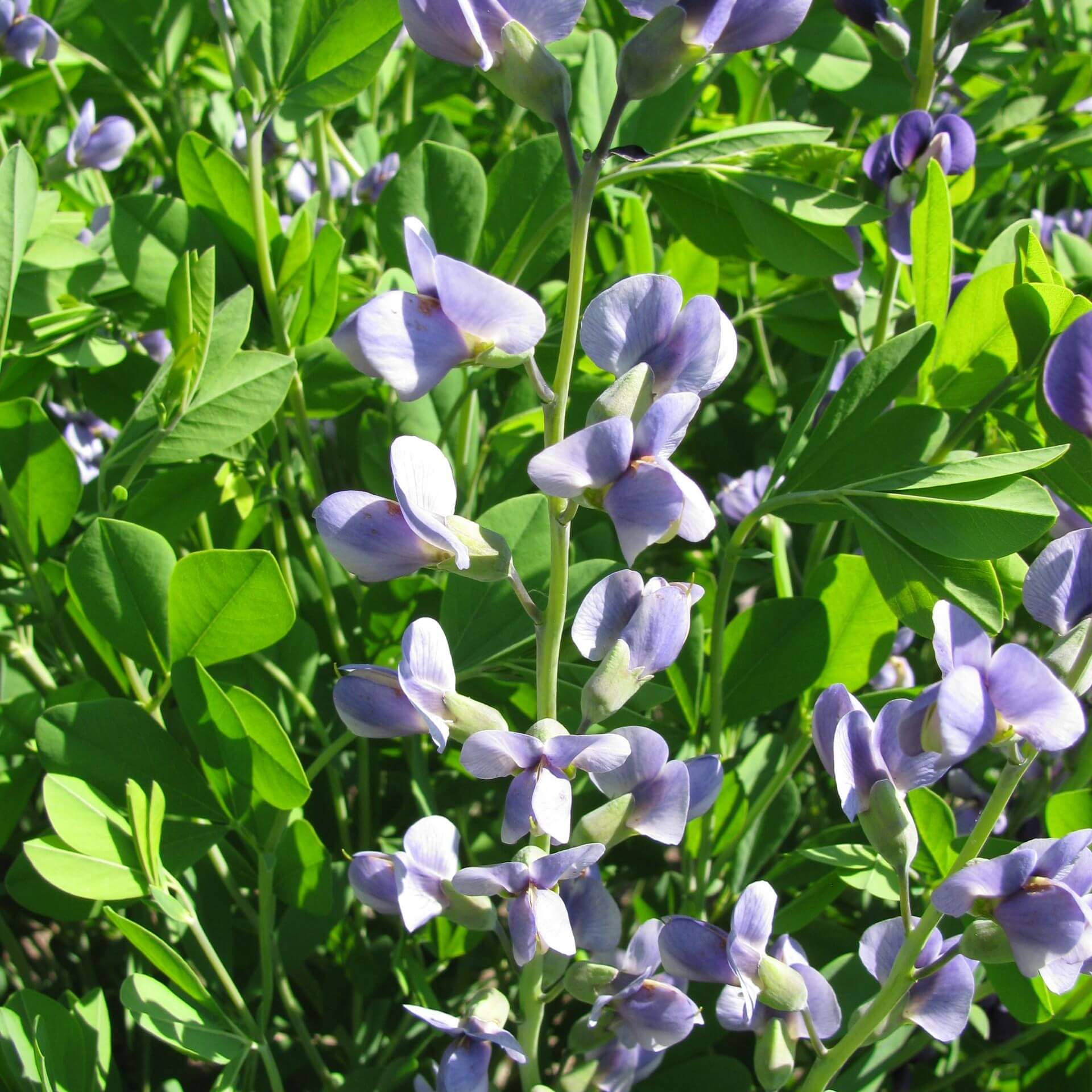 Wilder Indigo (Baptisia tinctoria)