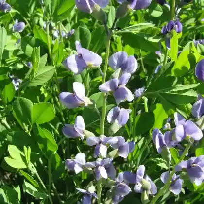 Foto von Wilder Indigo (Baptisia tinctoria)