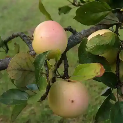 Foto von Sommerapfel 'Früher Victoria' (Malus 'Früher Victoria')
