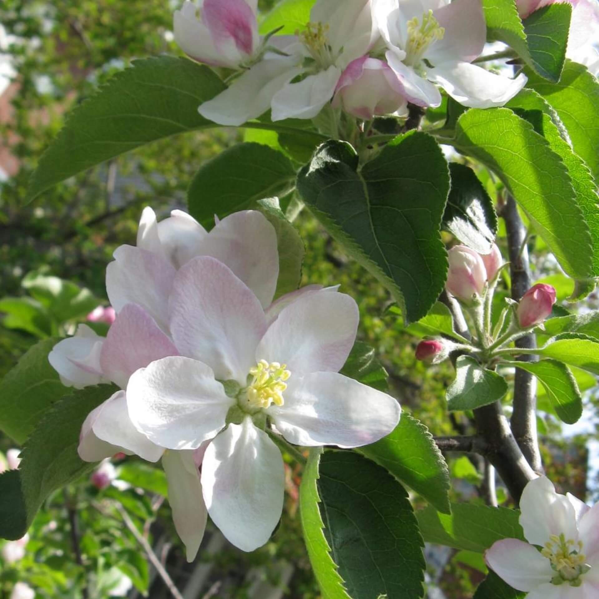 Apfel 'Baldwin' (Malus 'Baldwin')