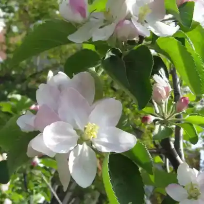 Foto von Apfel 'Baldwin' (Malus 'Baldwin')