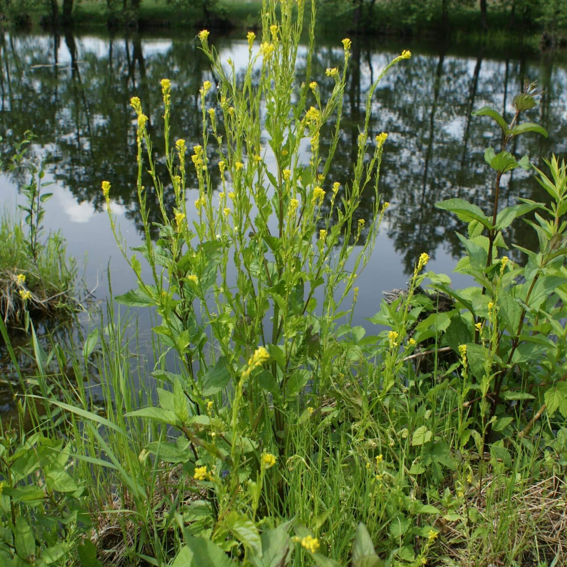 Steife Winterkresse (Barbarea stricta)