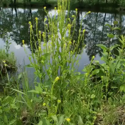 Foto von Steife Winterkresse (Barbarea stricta)