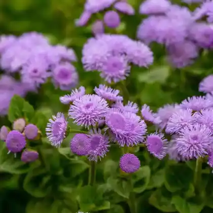 Foto von Gewöhnlicher Leberbalsam (Ageratum houstonianum)