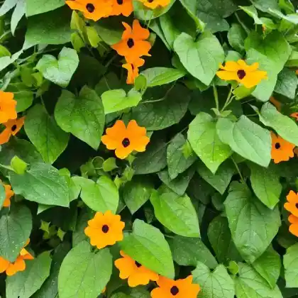 Foto von Schwarzäugige Susanne (Thunbergia alata)