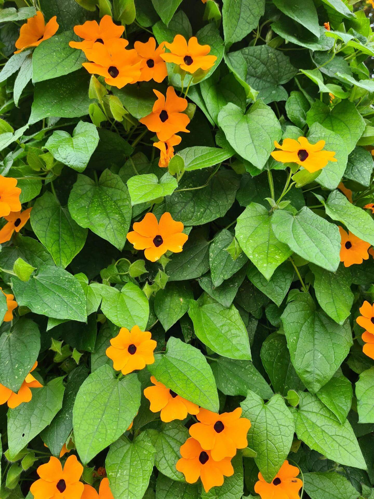 Schwarzäugige Susanne / Thunbergia alata