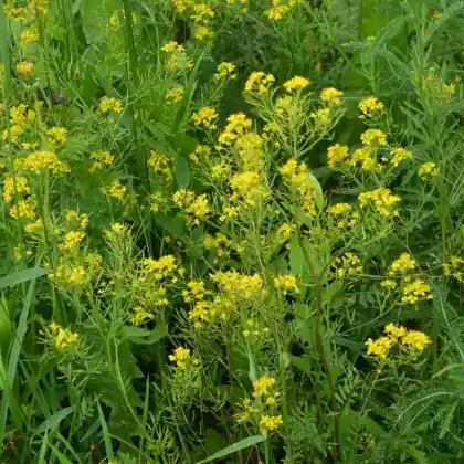 Foto von Frühlings-Barbarakraut (Barbarea verna)
