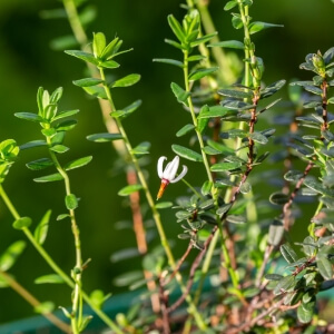 Vaccinium macrocarpon 'Pilgrim'
