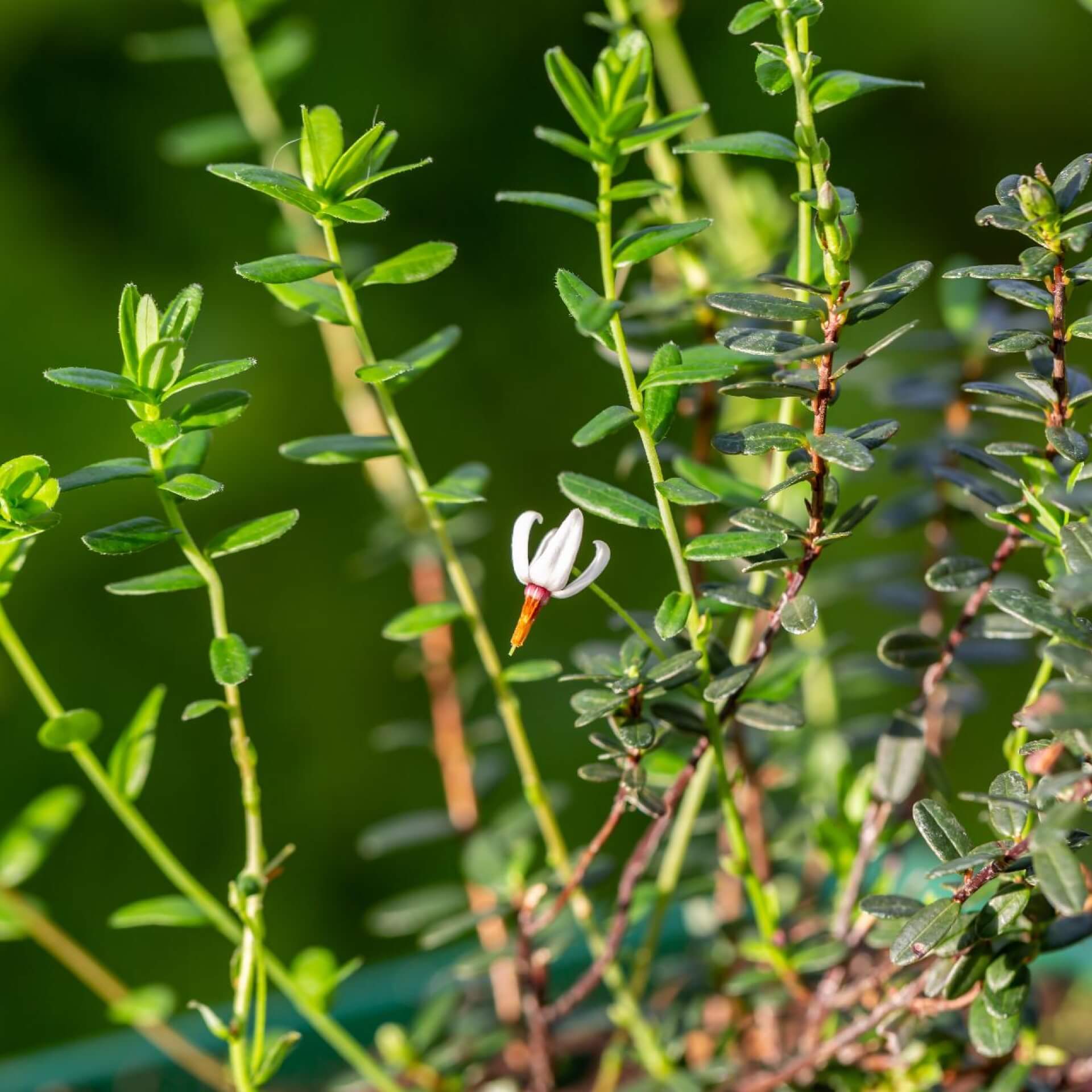Moosbeere 'Pilgrim' (Vaccinium macrocarpon 'Pilgrim')