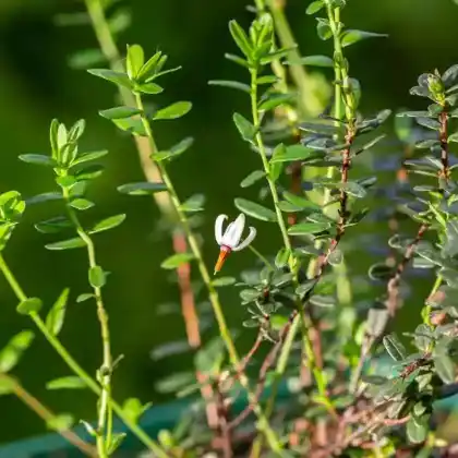 Foto von Moosbeere 'Pilgrim' (Vaccinium macrocarpon 'Pilgrim')
