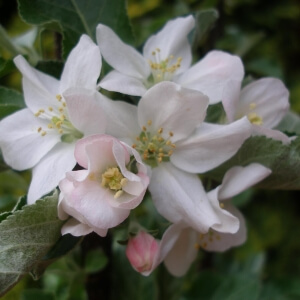 Malus 'Arbat'