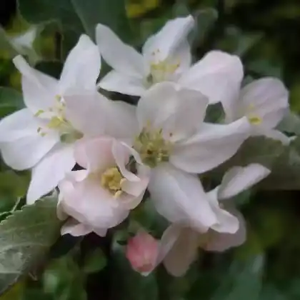 Foto von Säulenapfel 'Arbat' ® (Malus 'Arbat')