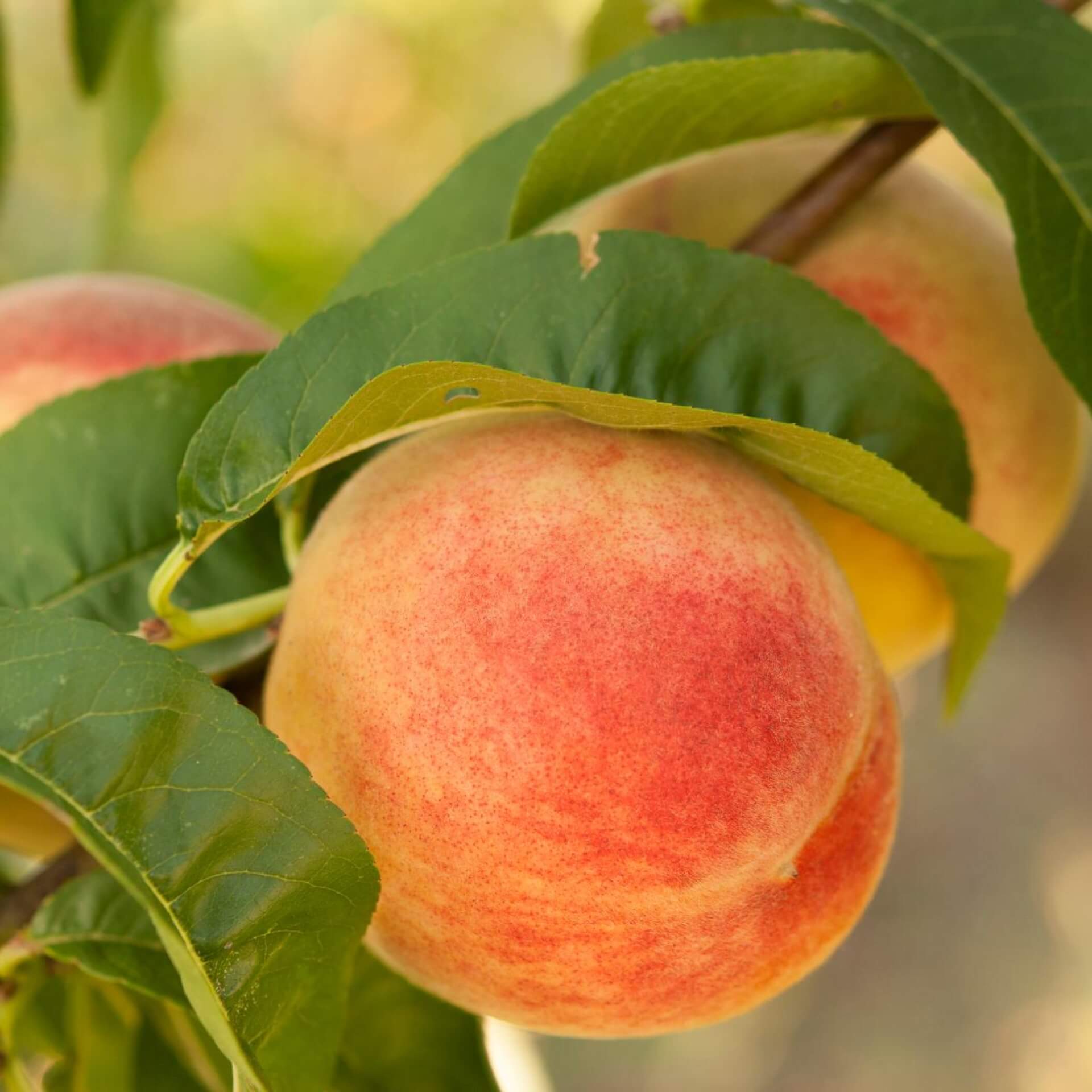 Pfirsich als Zwergform (Prunus persica 'Zwergform')