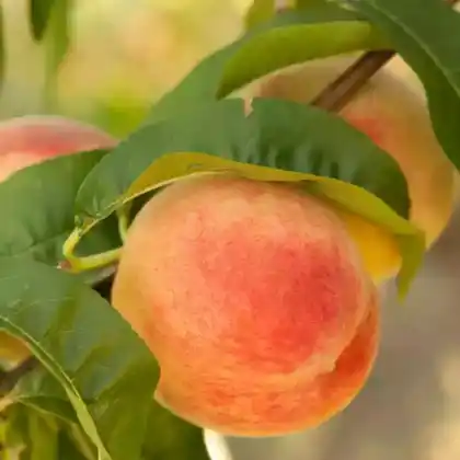 Foto von Pfirsich als Zwergform (Prunus persica 'Zwergform')