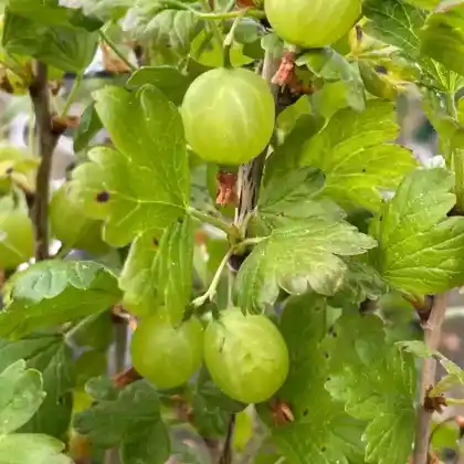 Foto von Stachelbeere 'Tatjana' (Ribes uva-crispa 'Tatjana')