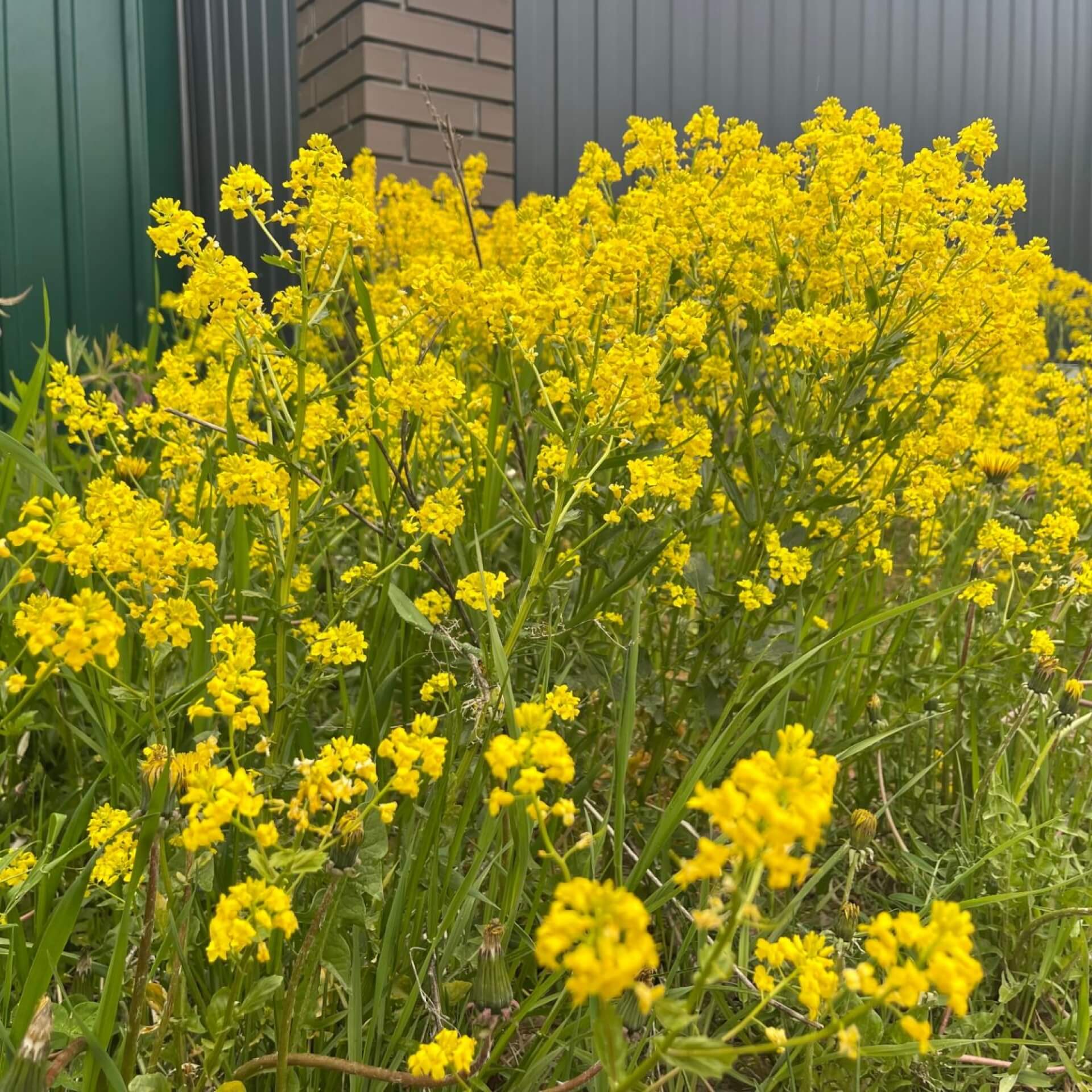 Winterkresse (Barbarea vulgaris)