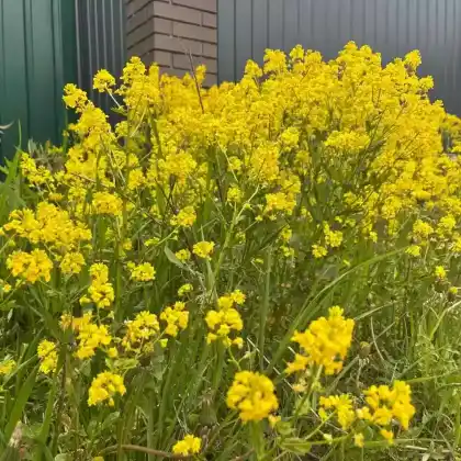 Foto von Winterkresse (Barbarea vulgaris)
