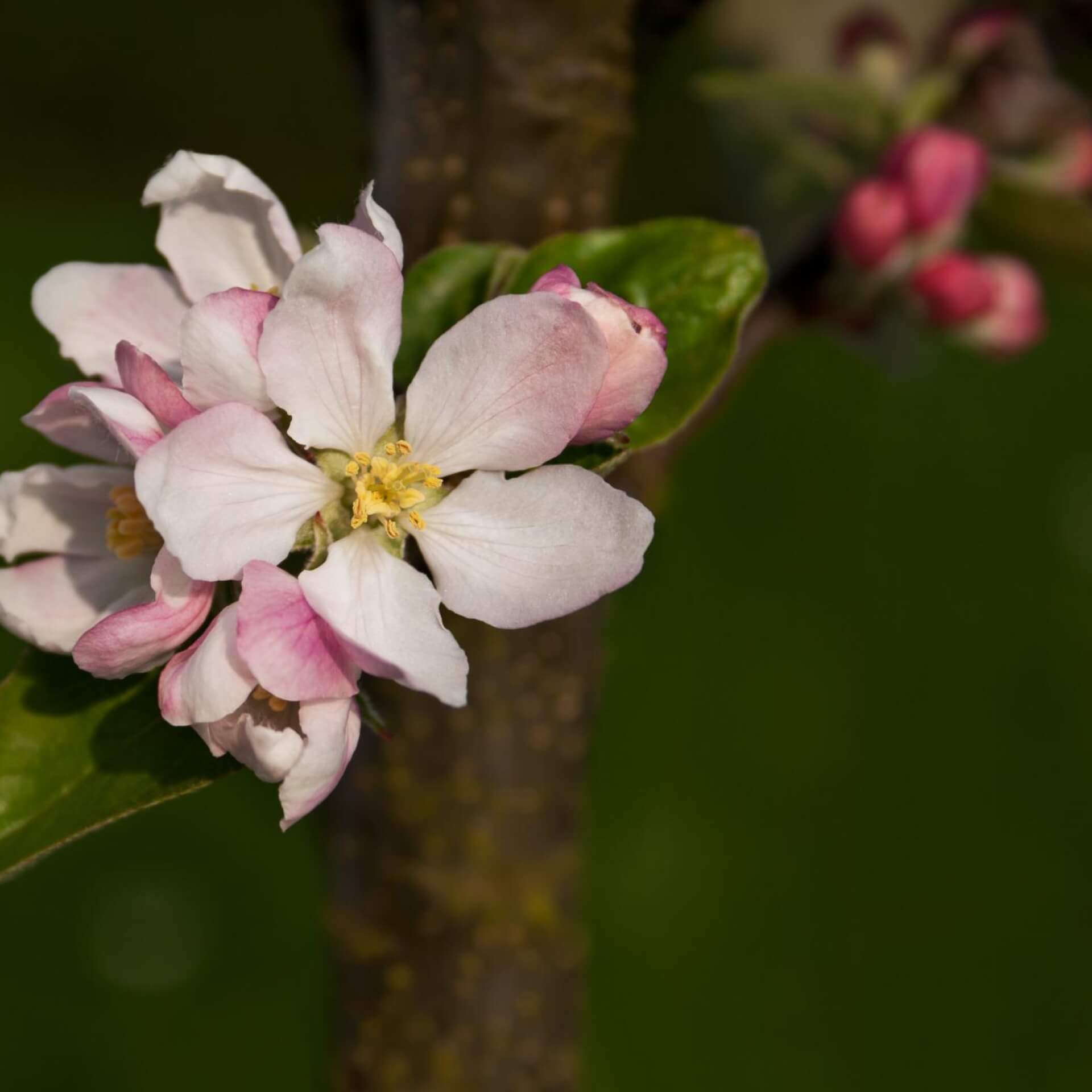 Säulenapfel Ballerina 'Flamenco' (Malus Ballerina 'Flamenco')