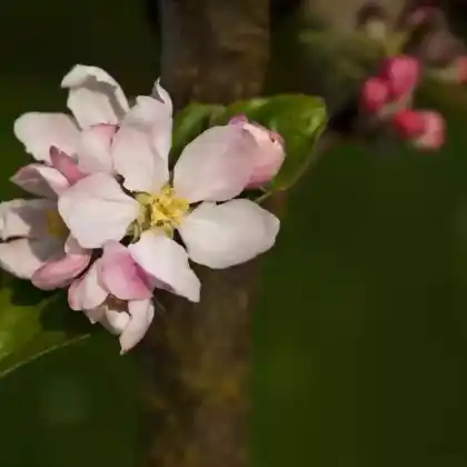 Foto von Säulenapfel Ballerina 'Flamenco' (Malus Ballerina 'Flamenco')