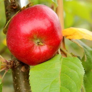 Malus 'Starline'