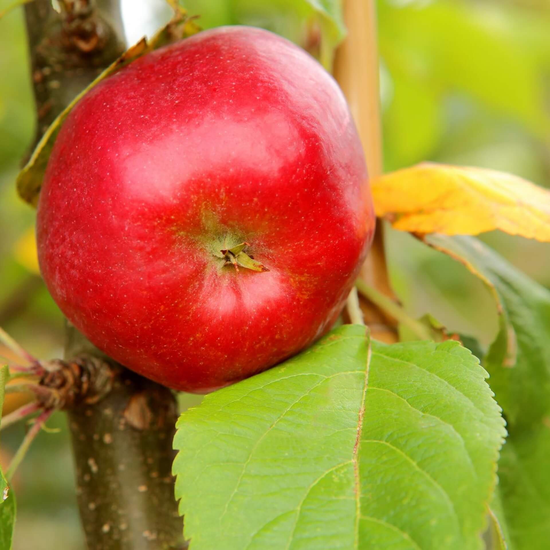 Säulenapfel 'Starline' ® (Malus 'Starline')