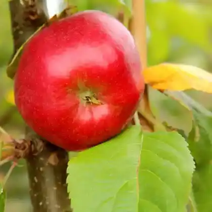 Foto von Säulenapfel 'Starline' ® (Malus 'Starline')
