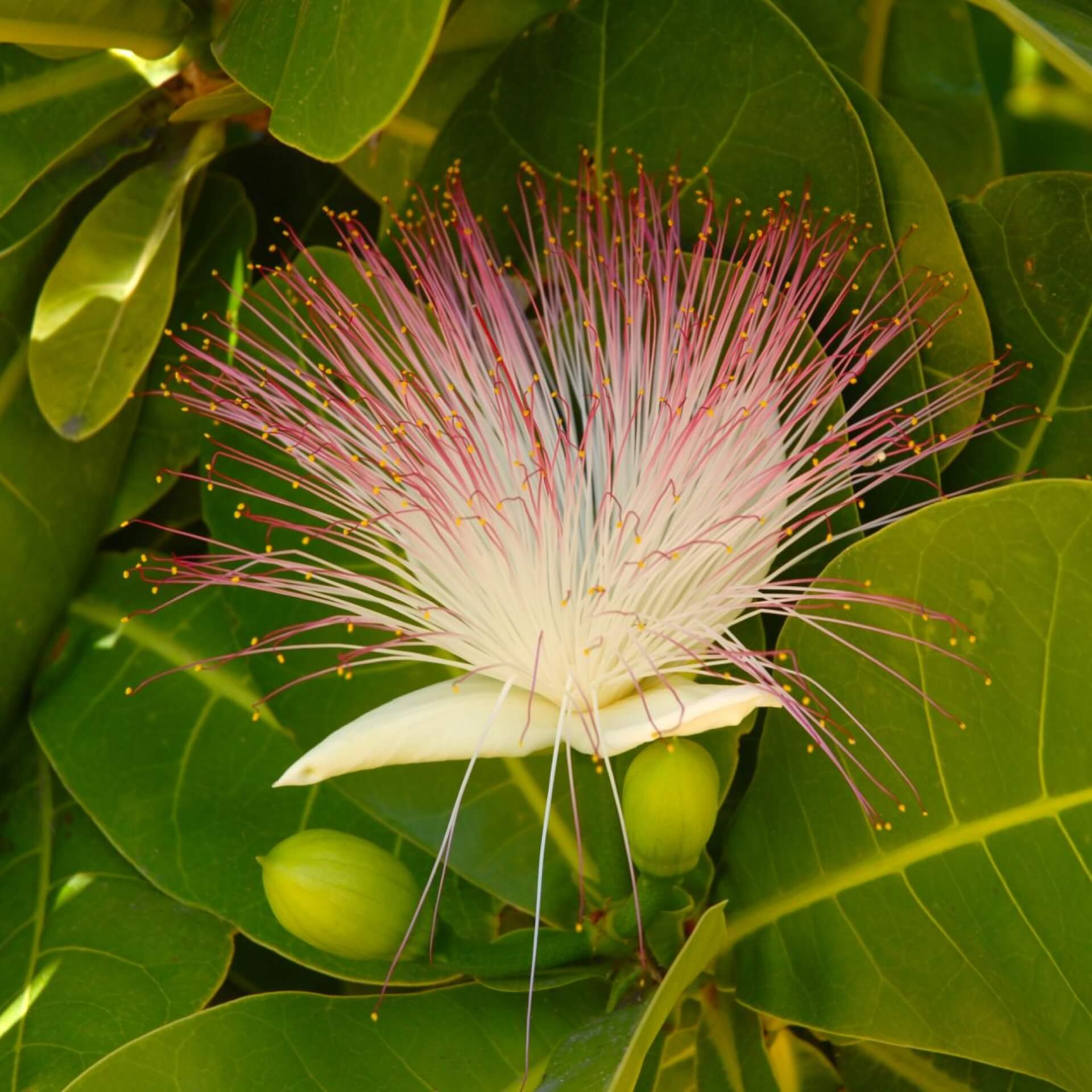 Barringtonia asiatica (Barringtonia asiatica)