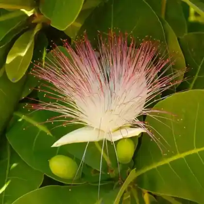 Foto von Barringtonia asiatica (Barringtonia asiatica)