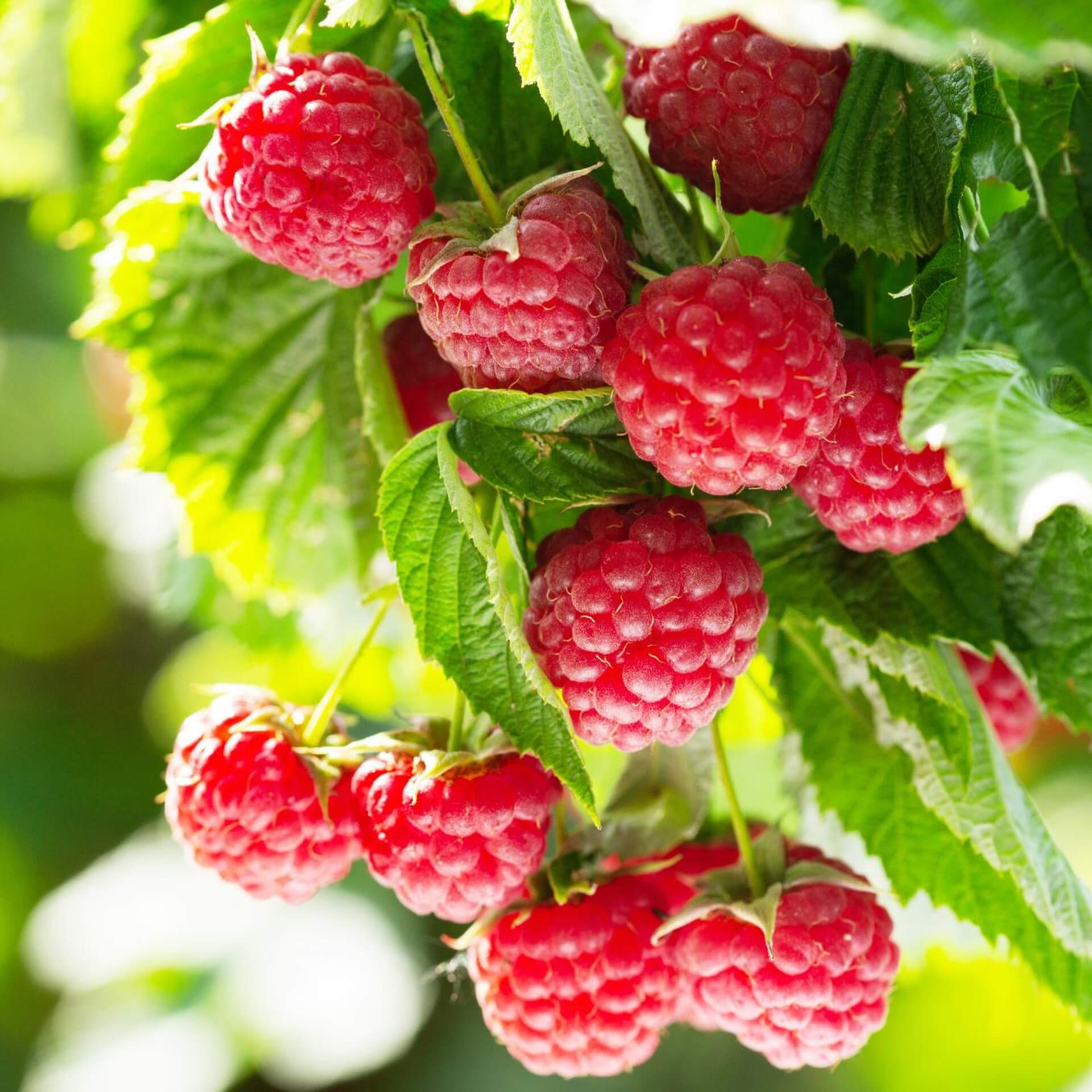 Himbeere Summer Lovers ® 'Patio Red' (Rubus idaeus Summer Lovers 'Patio Red')