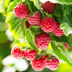 Himbeere Summer Lovers ® 'Patio Red' (Rubus idaeus Summer Lovers 'Patio Red')
