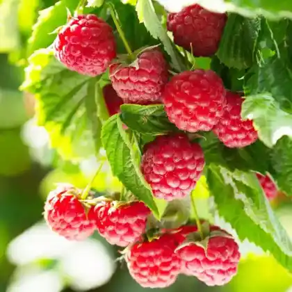Foto von Himbeere Summer Lovers ® 'Patio Red' (Rubus idaeus Summer Lovers 'Patio Red')