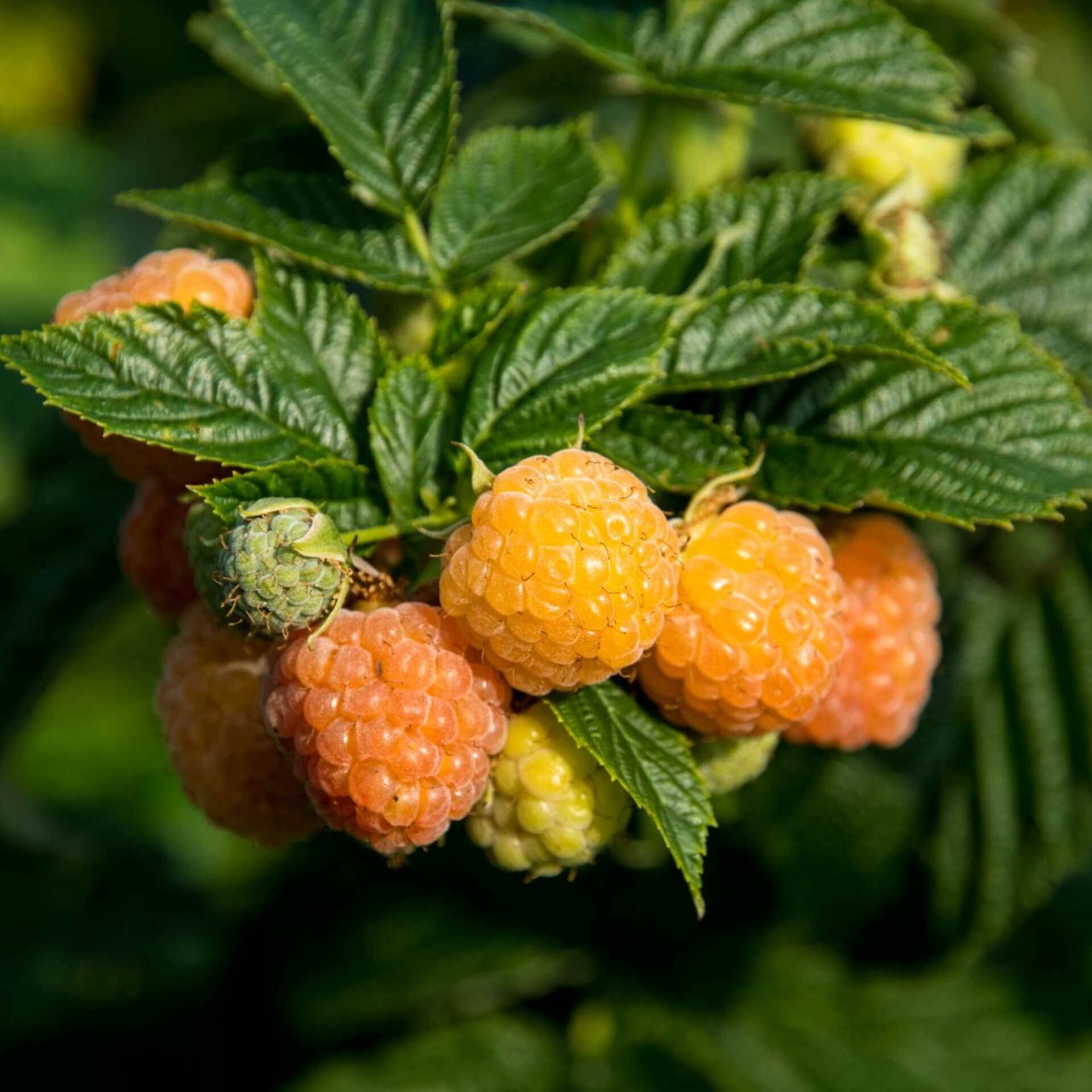 Himbeere 'Fallgold' (Rubus idaeus 'Fallgold')