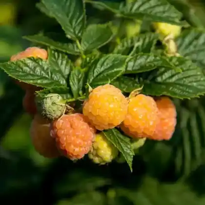 Foto von Himbeere 'Fallgold' (Rubus idaeus 'Fallgold')