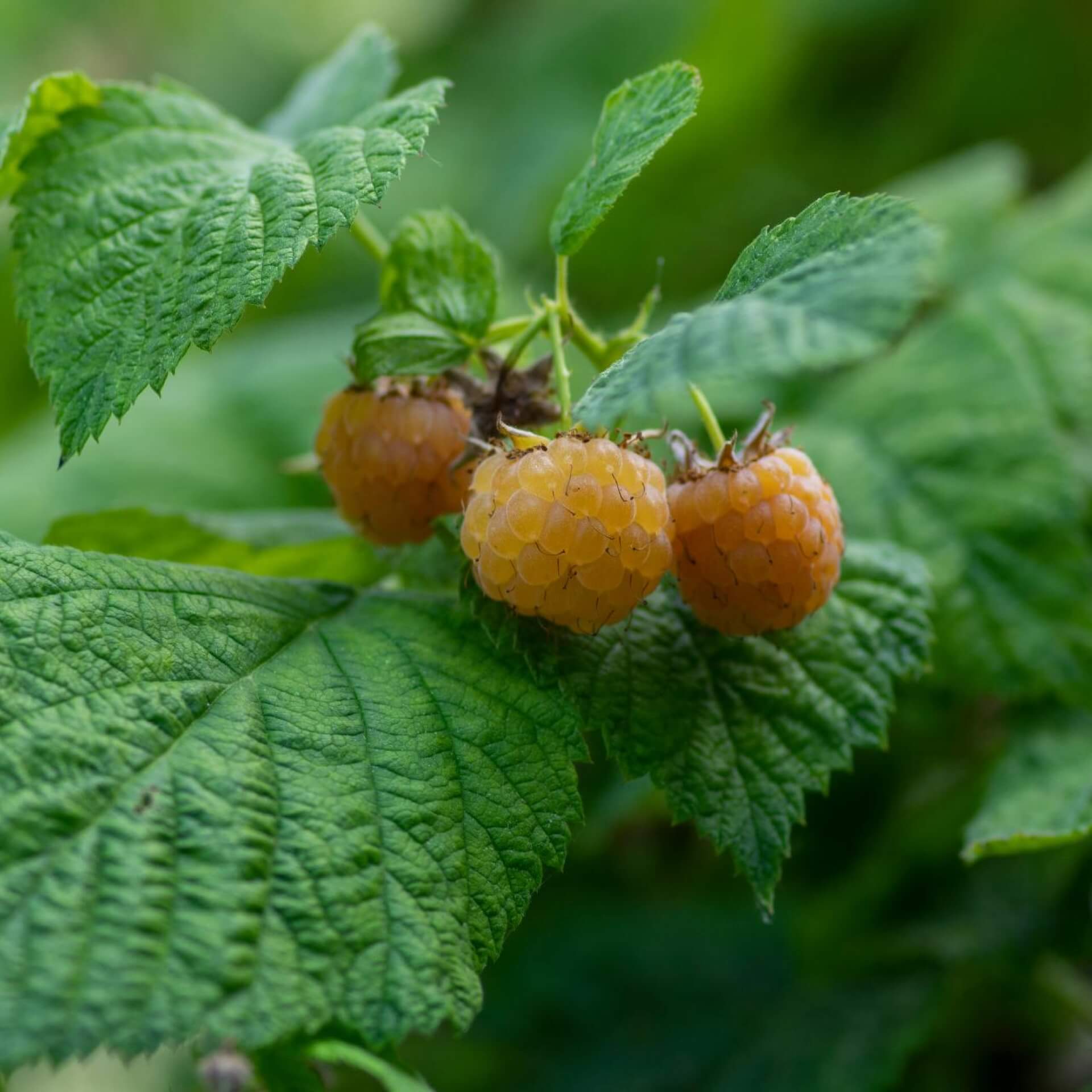 Himbeere 'Golden Queen' ® (Rubus idaeus 'Golden Queen')