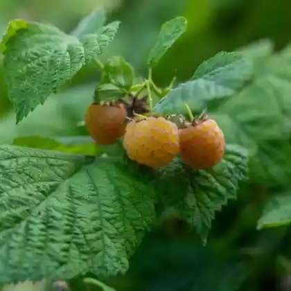 Foto von Himbeere 'Golden Queen' ® (Rubus idaeus 'Golden Queen')