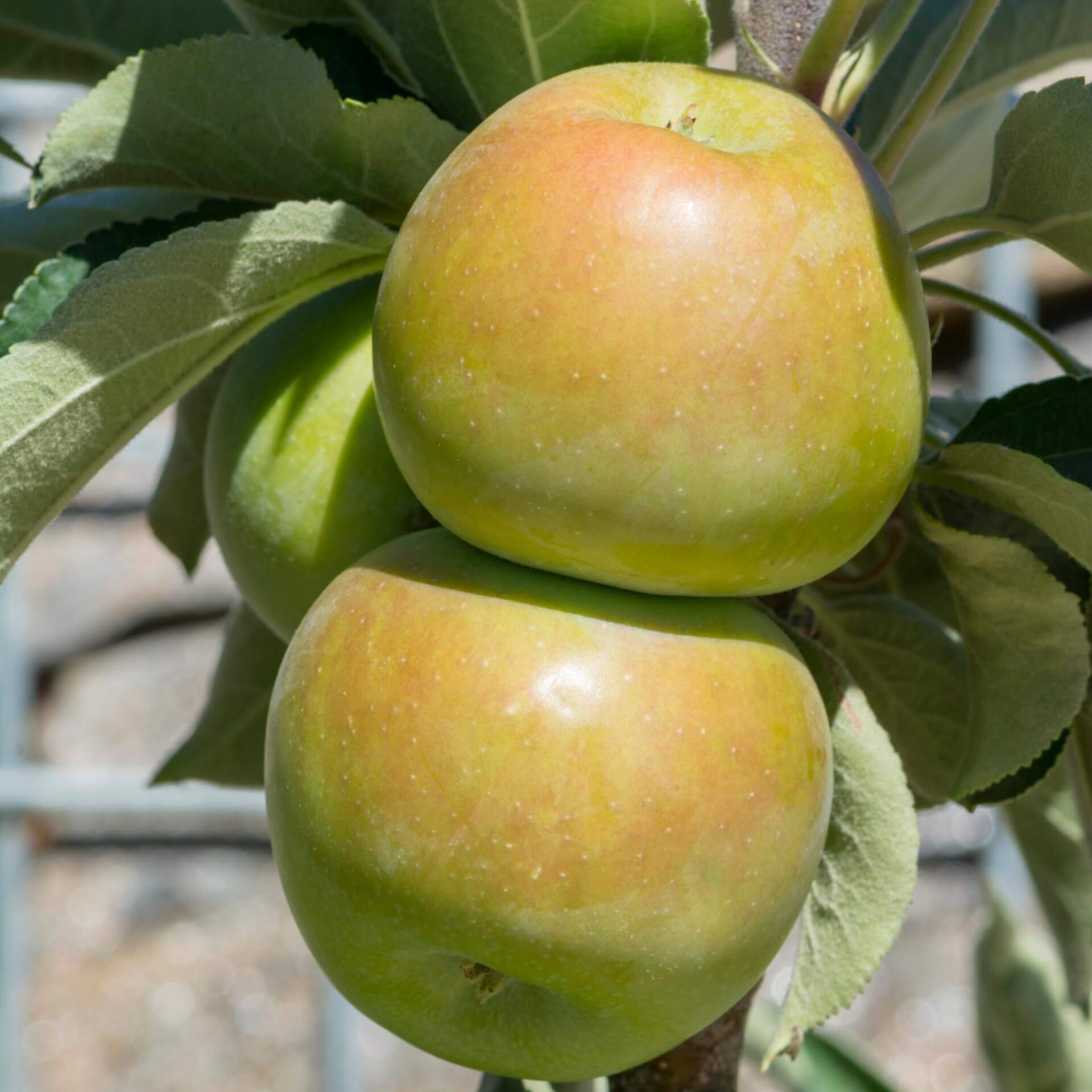 Säulenapfel Ballerina 'Waltz' (Malus 'Waltz')