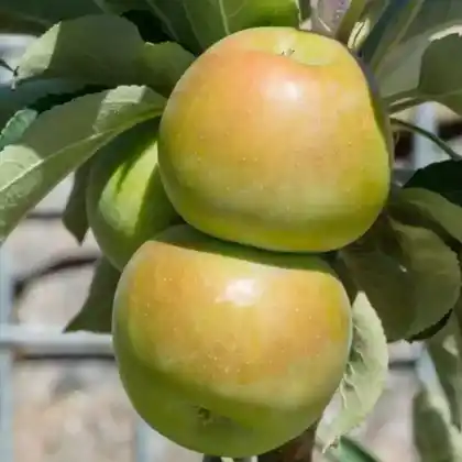 Foto von Säulenapfel Ballerina 'Waltz' (Malus 'Waltz')
