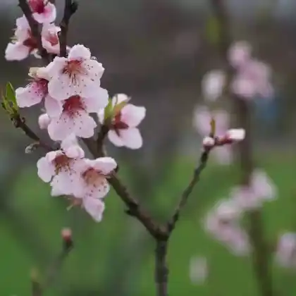 Foto von Nektarine (Prunus persica var. nucipersica)