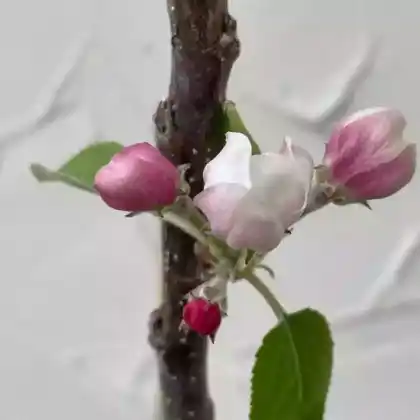 Foto von Säulenapfel 'Suncats' (Malus 'Suncats')
