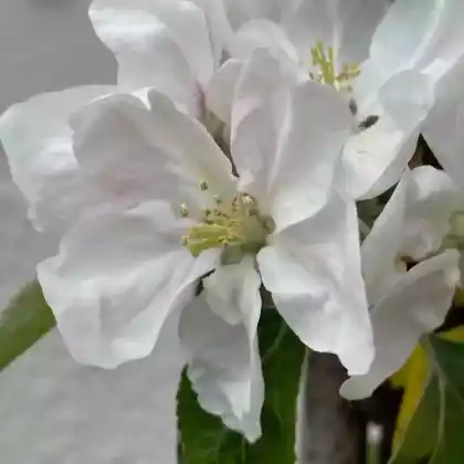 Foto von Säulenapfel 'Redcats' (Malus 'Redcats')