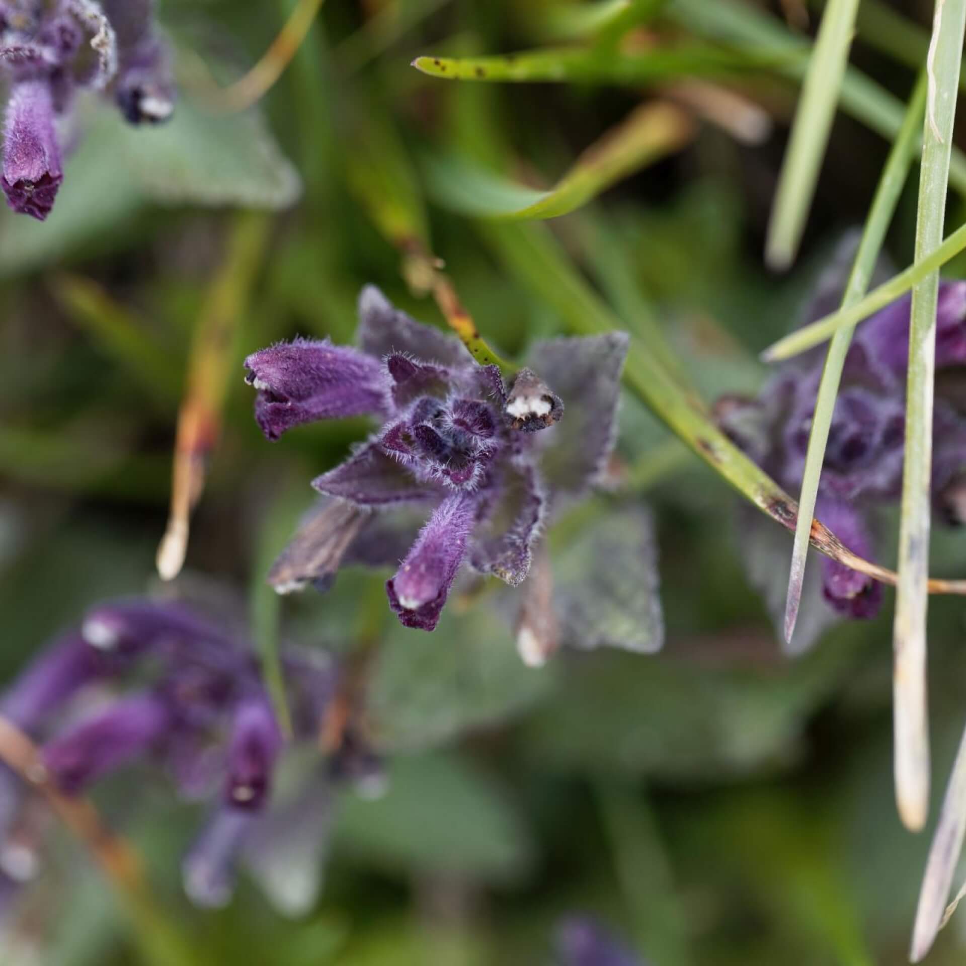 Alpen-Bartschie (Bartsia alpina)